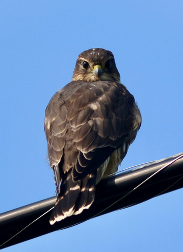 Merlin
