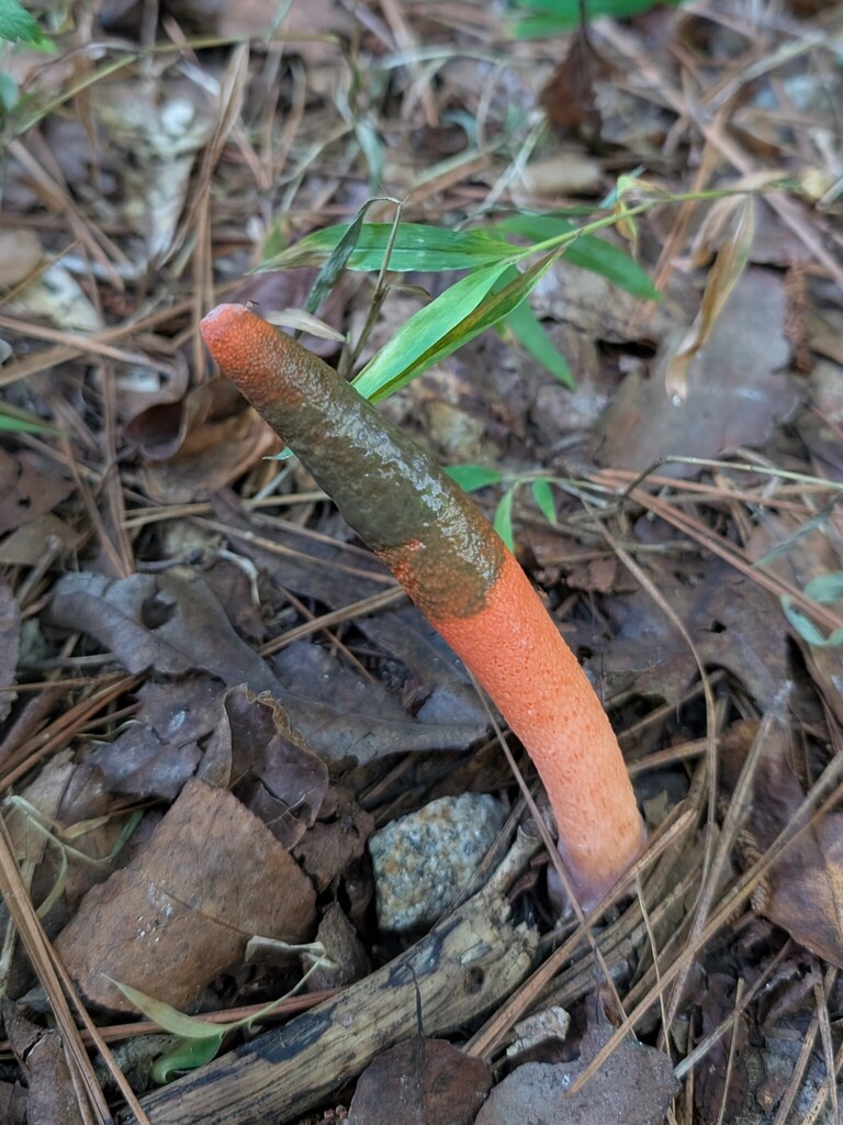 devil's dipstick · August 2026 · photo: Photo: (c) Leila Dasher, some rights reserved (CC BY) · iNaturalist