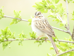 Spizella pallida