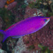 Purple Queen Anthias - Photo (c) Mark Rosenstein, some rights reserved (CC BY-NC-SA), uploaded by Mark Rosenstein