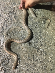 Arizona elegans eburnata