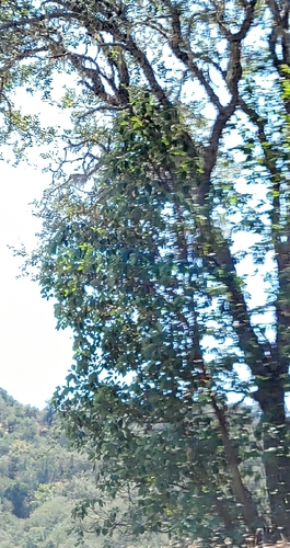 iNaturalist observation photo of Pacific madrone