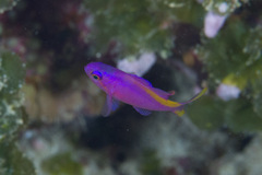 Mirolabrichthys tuka