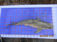 Carcharhinus amboinensis