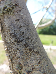 Arthonia radiata