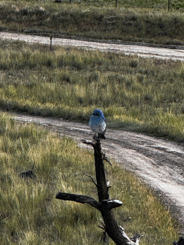 Mountain Bluebird