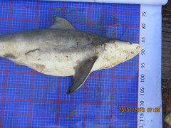 Carcharhinus amboinensis