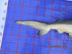 Carcharhinus amboinensis