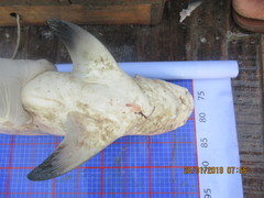 Carcharhinus amboinensis