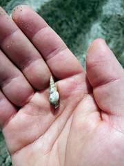 Thiaridae