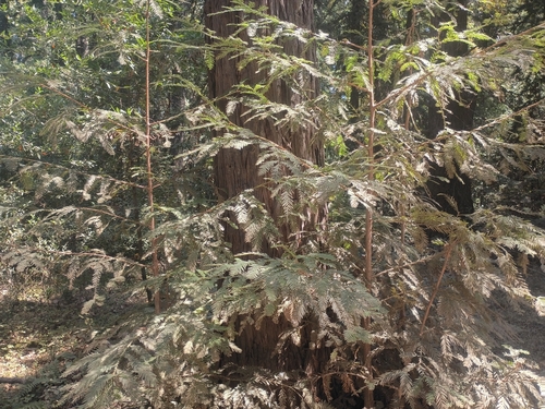 Coast Redwood seen in Sonoma Valley