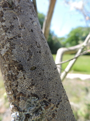 Arthonia radiata