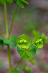 Euphorbia commutata