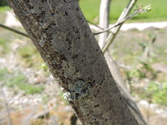 Arthonia radiata