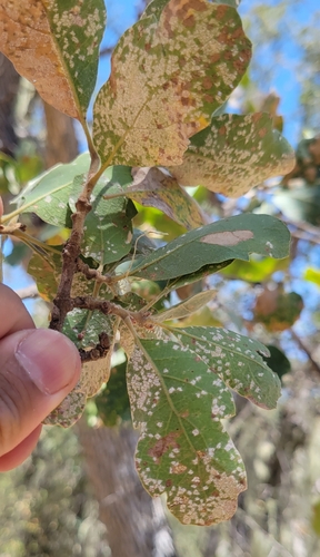 iNaturalist observation photo of Dumosae