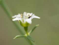 Thesium divaricatum