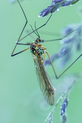 Nephrotoma cornicina