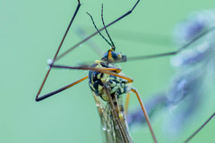 Nephrotoma cornicina