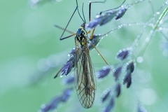 Nephrotoma cornicina