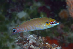 Halichoeres melasmapomus