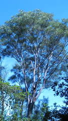 Eucalyptus saligna