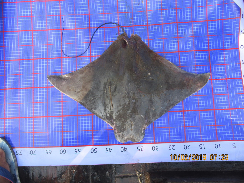 Oman Cownose Ray
