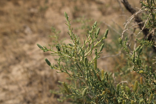 Greasewood