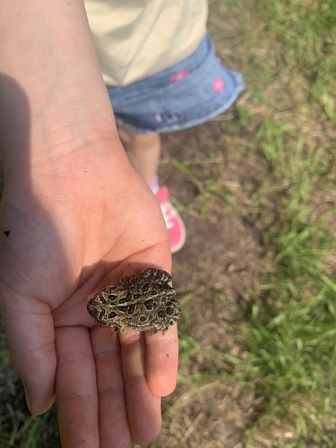 Canadian Toad