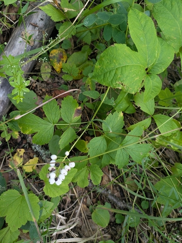 white-fruited red baneberry
