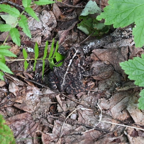 Eastern American Toad