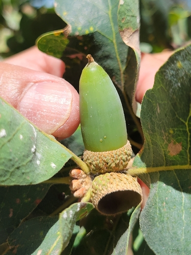 iNaturalist observation photo of Dumosae