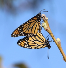 Danaus plexippus