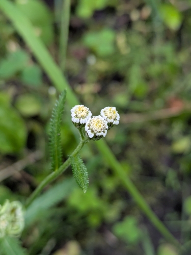 Siberian Yarrow