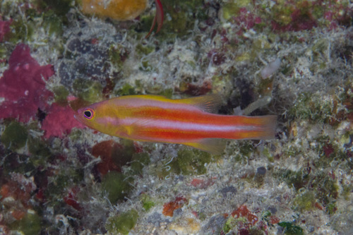 Liopropoma tonstrinum in life