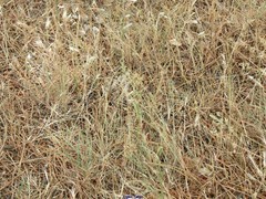 Arrhenatherum elatius
