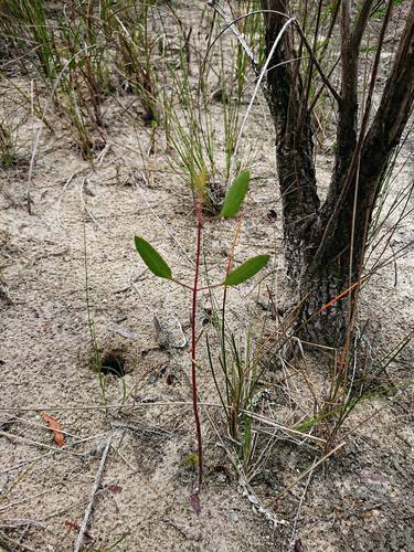 Semaphore thoroughwort (Eupatorium mikanioides)