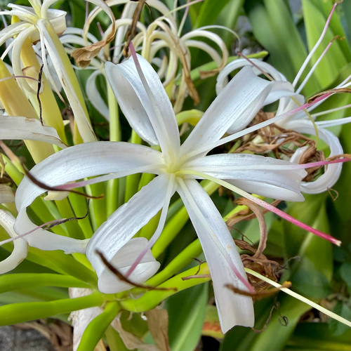 Crinum asiaticum