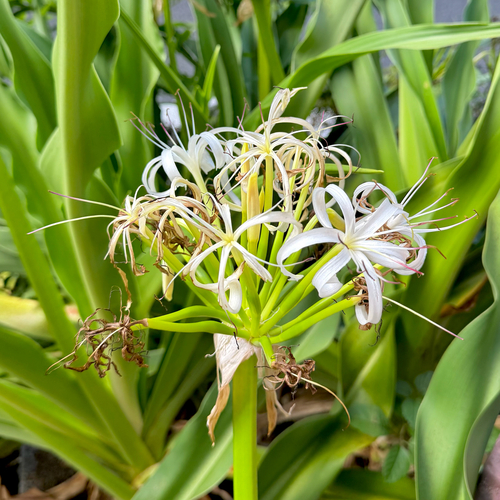 Crinum asiaticum