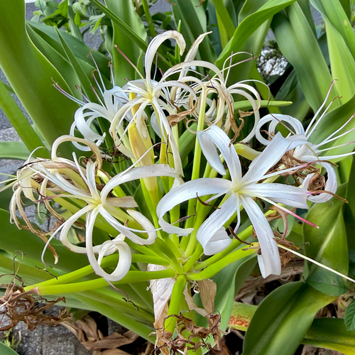 Crinum asiaticum