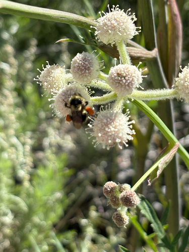 iNaturalist observation photo of Bumble Bees