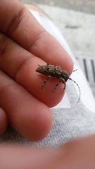 Aegomorphus clavipes