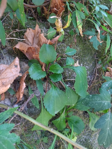 Packera obovata, photograph 2