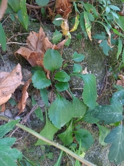 Packera obovata, photograph author not stated, no rights reserved