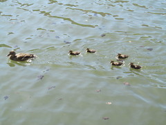 Anas platyrhynchos