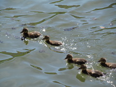 Anas platyrhynchos