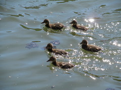 Anas platyrhynchos