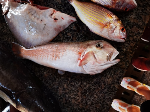 White horsehead (Branchiostegus albus) — Malacanthidae — 4