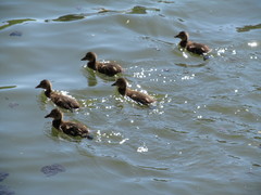 Anas platyrhynchos