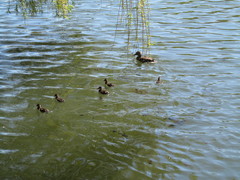 Anas platyrhynchos