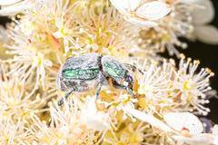 Trichiotinus lunulatus